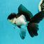 Panda Oranda Male 4.5 inches #110124OR_12