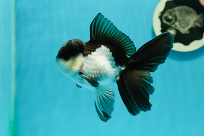 Panda Oranda Male 4.5 inches #110124OR_12