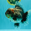 AAA Grade Calico Kirin Oranda Female 6.5 inches #100226OR_33