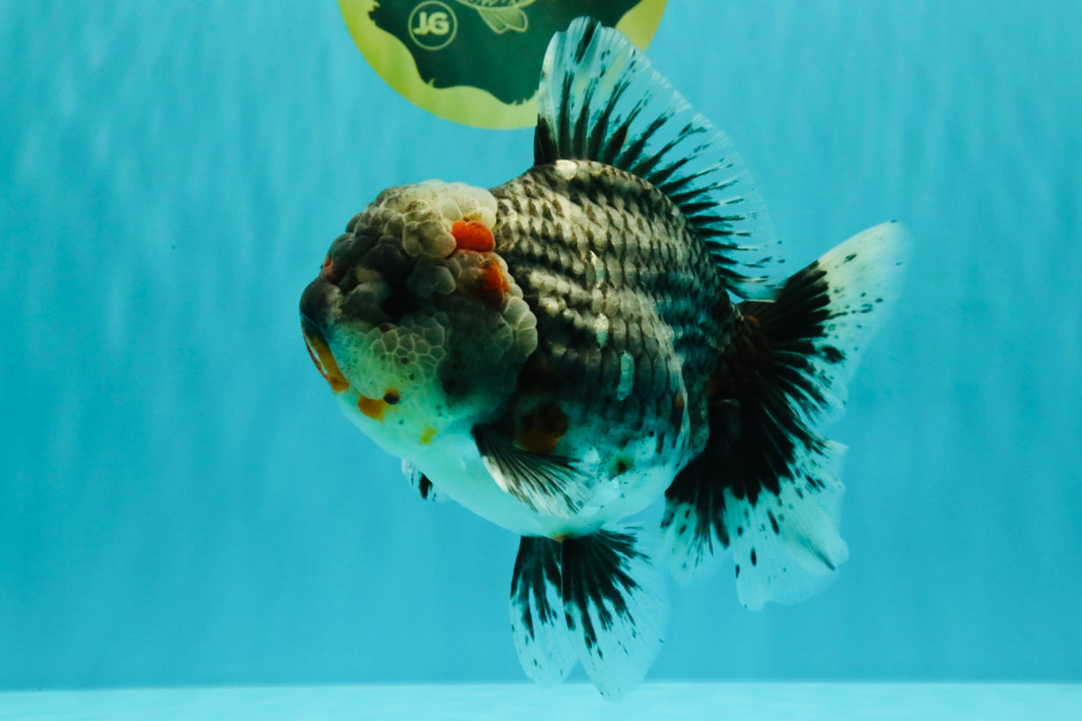 AAA Grade Calico Kirin Oranda Female 6.5 inches #100226OR_33