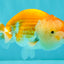 Red White Lionchu Female 4 inches #081426LC_19