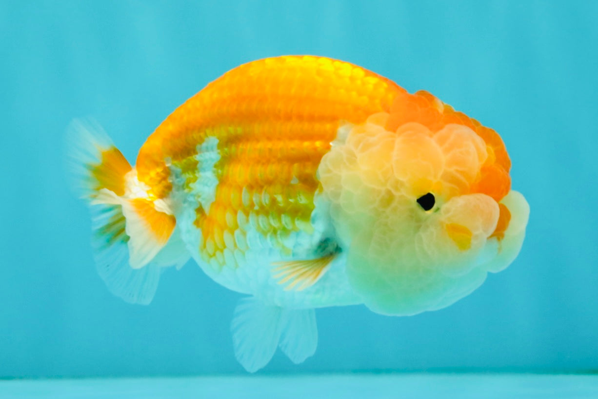 Red White Lionchu Female 4 inches #081426LC_19