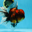 AAA Grade Godzilla Tiger Oranda Female 6.5 inches #081525OR_12