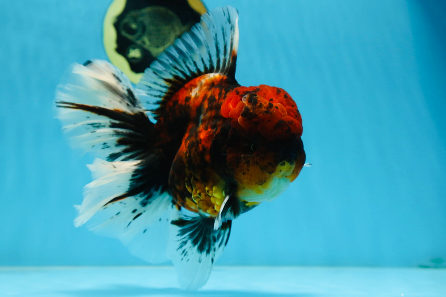 AAA Grade Godzilla Tiger Oranda Female 6.5 inches #081525OR_12