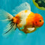 A Grade Sakura Oranda Male 6.5 inches #082126OR_13