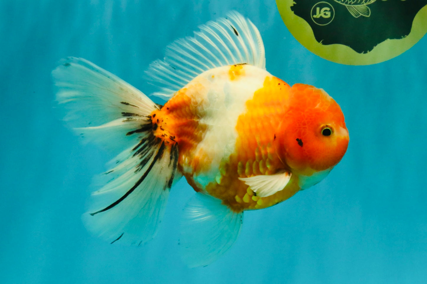 A Grade Sakura Oranda Male 6.5 inches #082126OR_13