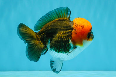 ADORABLE Tricolor Yuanbao Male 5 inches #040326YB_02