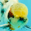 Marble Oranda Male 5.5-6 inches #072426OR_16