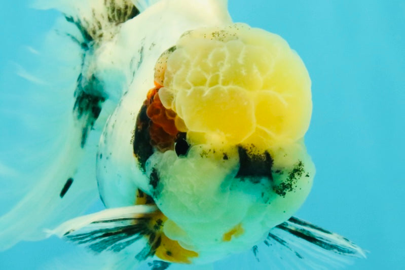 Marble Oranda Male 5.5-6 inches #072426OR_16