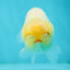 Lemonhead Lipstick Snow White Lionchu Male 4 inches #1011LC_15