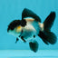 Panda Oranda Female 3.5 inches #1004OR_24