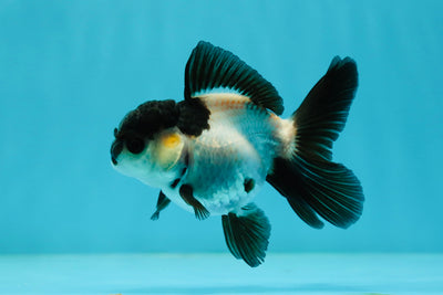 Panda Oranda Female 3.5 inches #1004OR_24