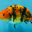 A Grade Tiger Ranchu Male 5 inches #062725LC_04