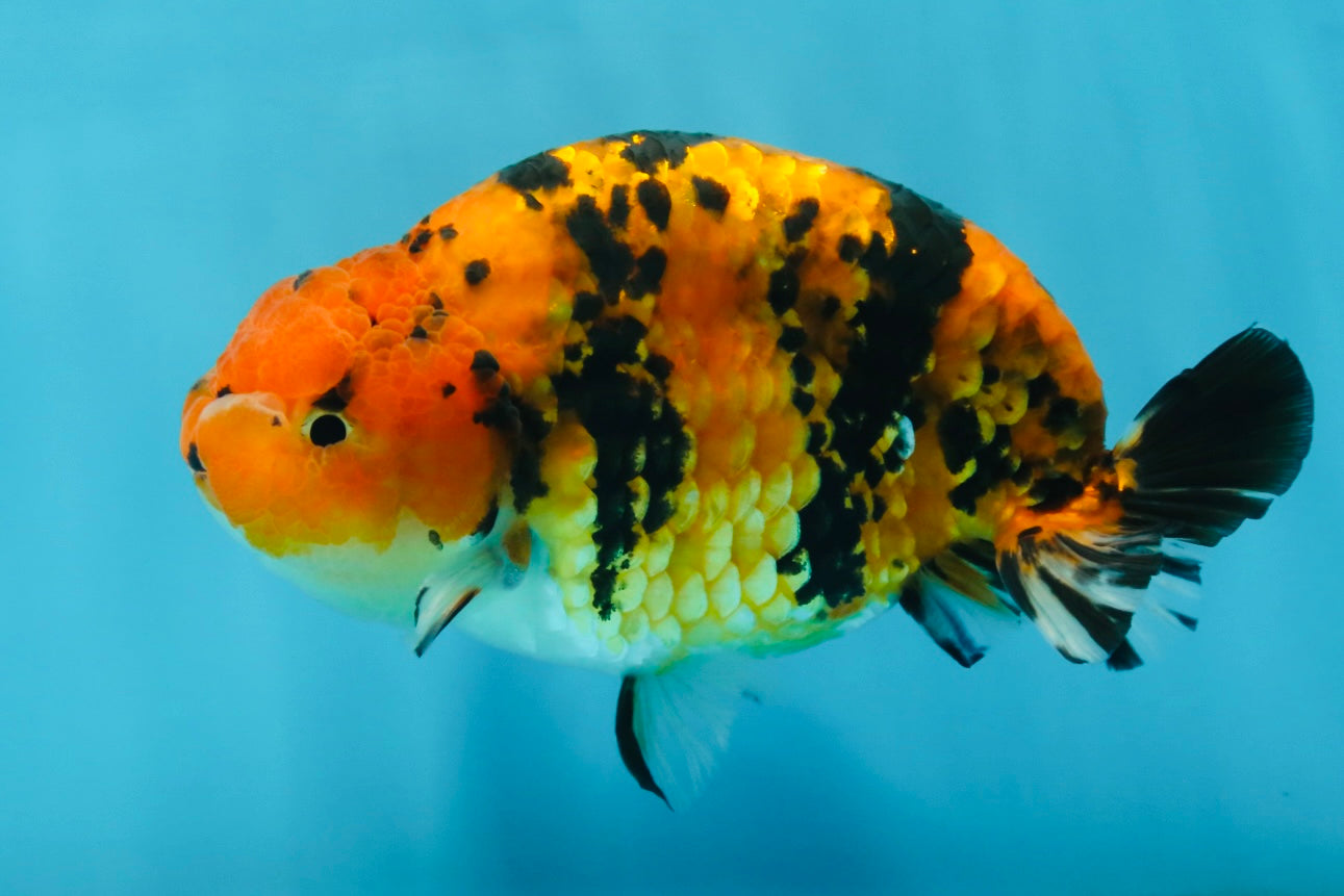 A Grade Tiger Ranchu Male 5 inches #062725LC_04