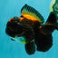 UNIQUE A Grade Lava Apache Oranda Male 5.5  inches #050826OR_04