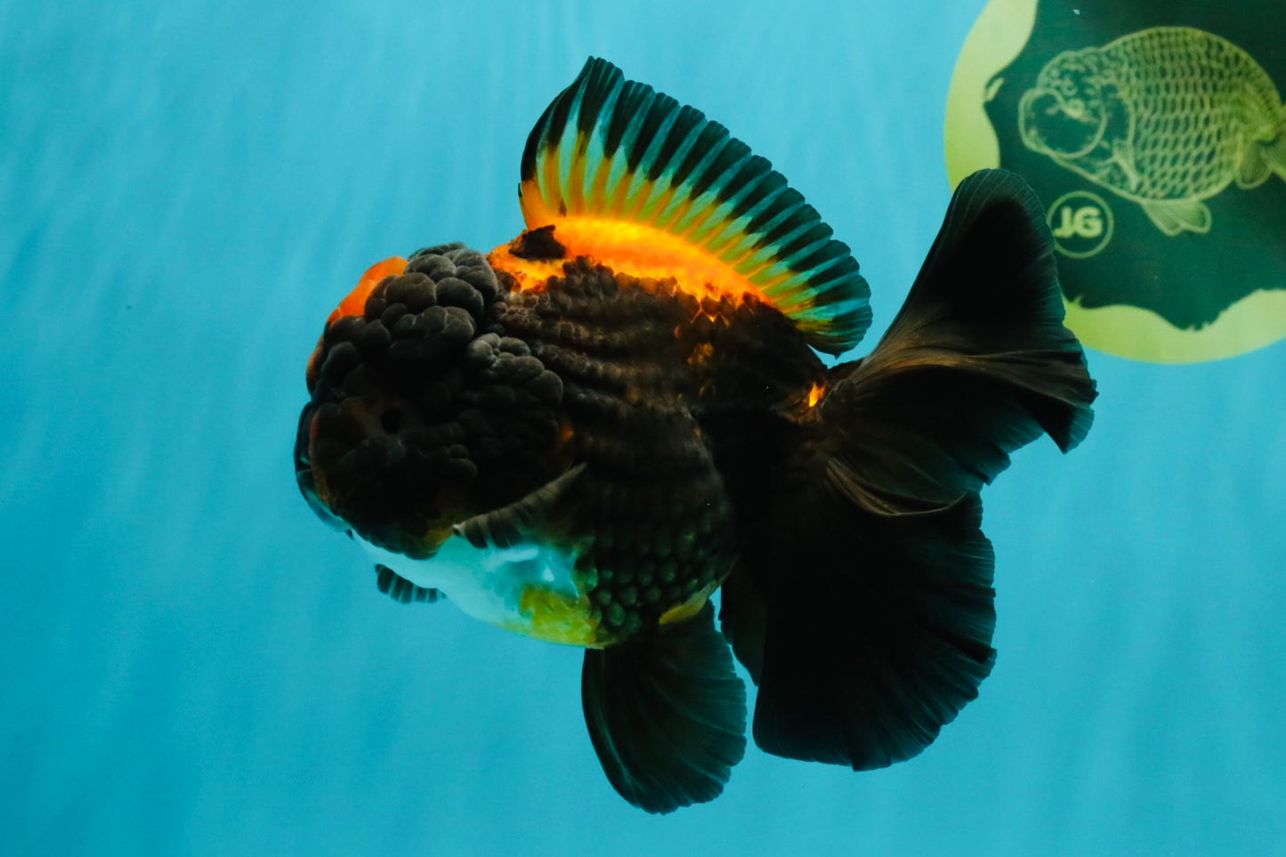 UNIQUE A Grade Lava Apache Oranda Male 5.5  inches #050826OR_04