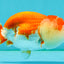 CHUBBY A Grade Red White LionQueen Female 4 inches #042426LC_20