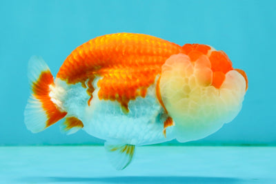 CHUBBY A Grade Red White LionQueen Female 4 inches #042426LC_20