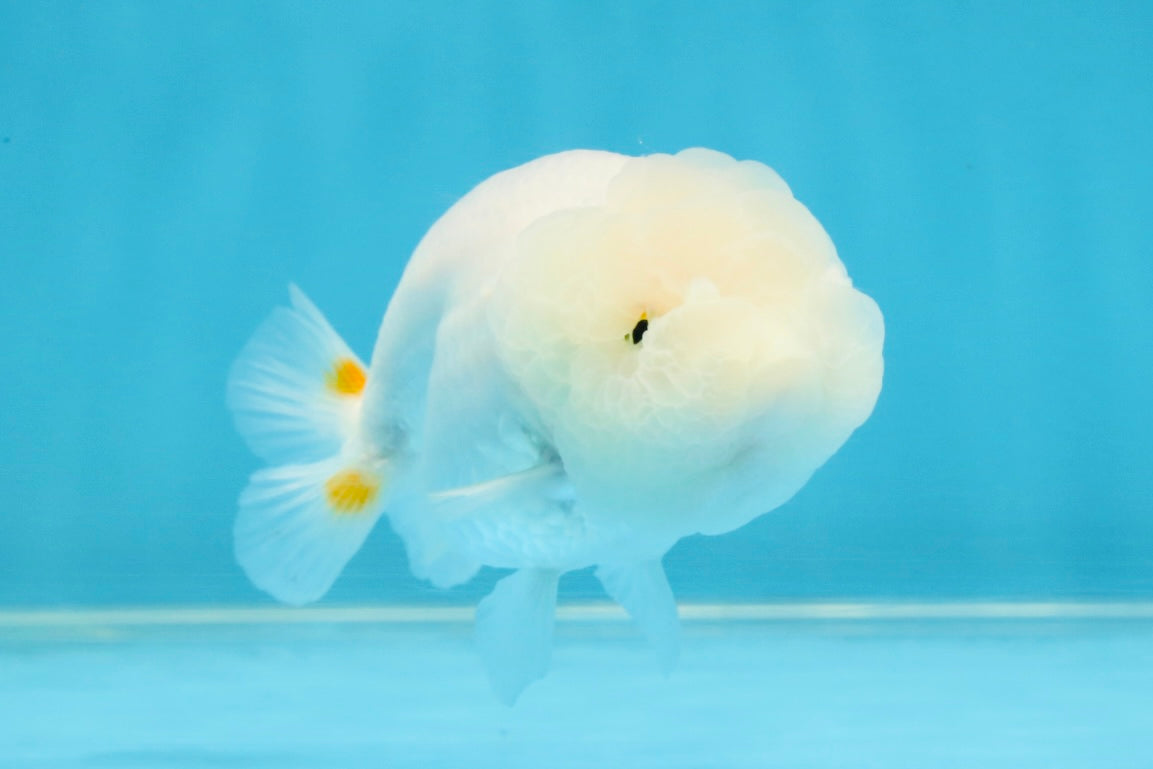 Snow White Lionchu Female 3.5 inches #121925LC_05