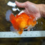 A Grade HAPPY Red White Oranda Female 5.5-6 inches #091925OR_11