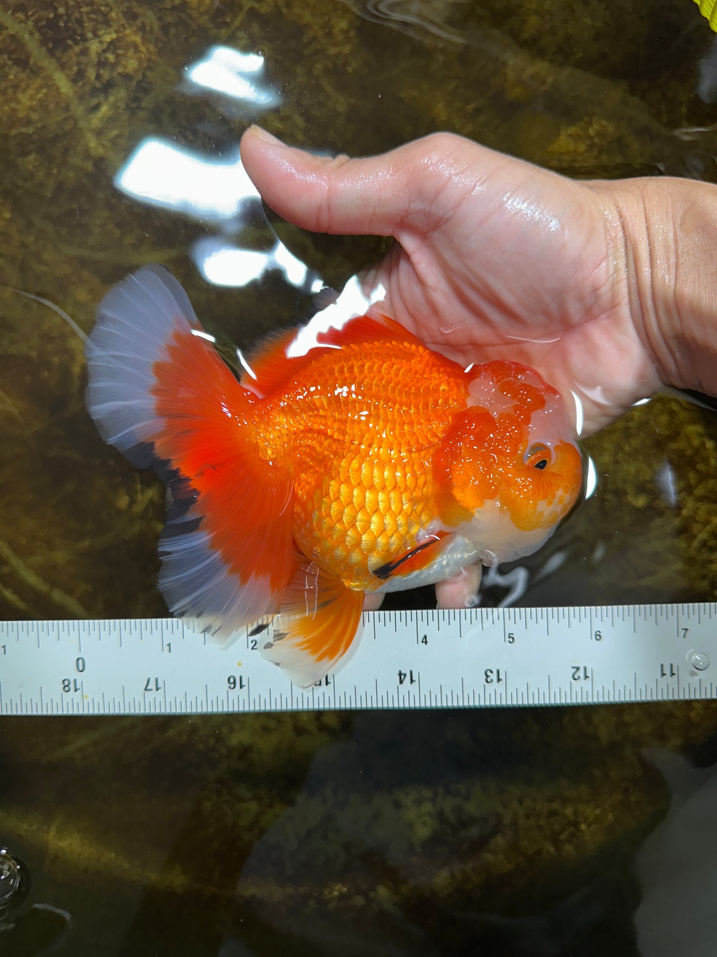 A Grade HAPPY Red White Oranda Female 5.5-6 inches #091925OR_11