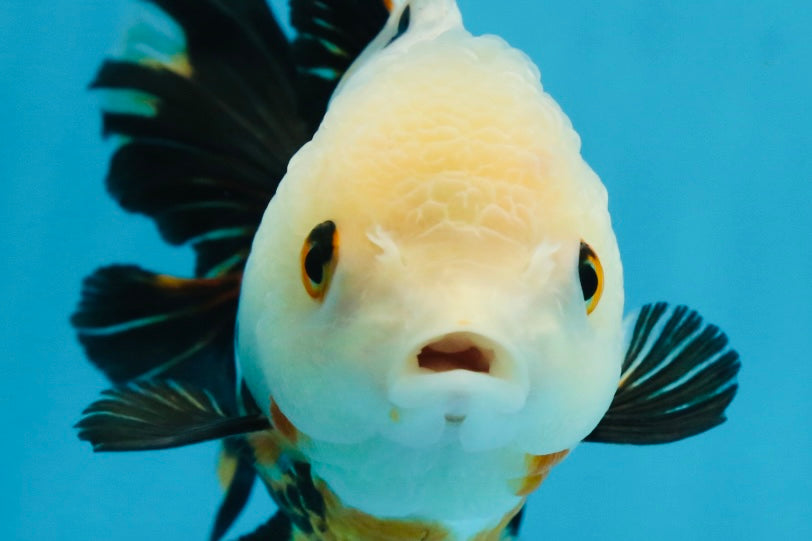 Tricolor Oranda Female 5.5 inches #072525OR_19