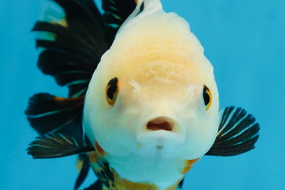 Tricolor Oranda Female 5.5 inches #072525OR_19