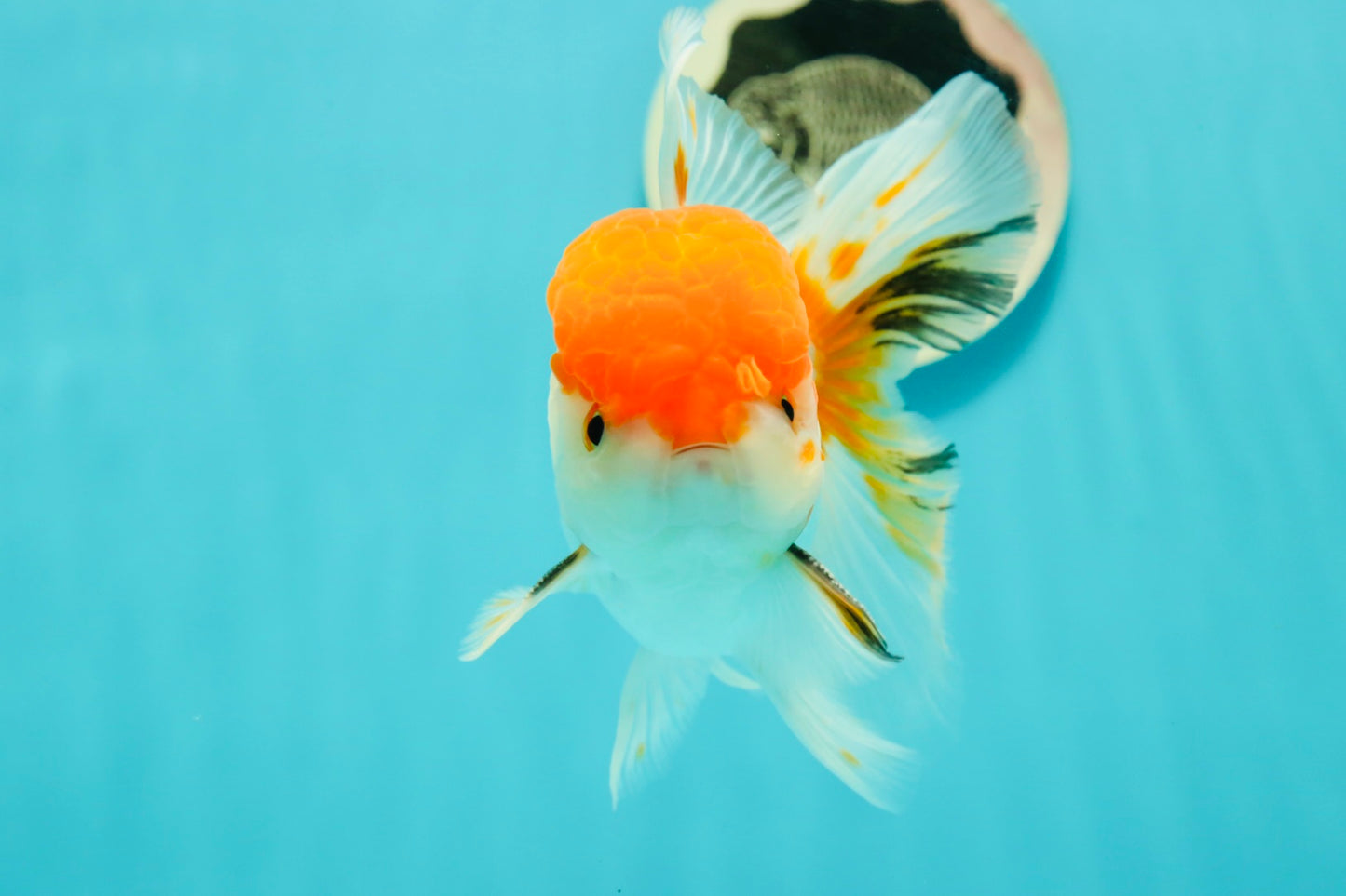 A Grade Chubby Tricolor Red Head Oranda Male 4.5-5 inches #1018OR_21