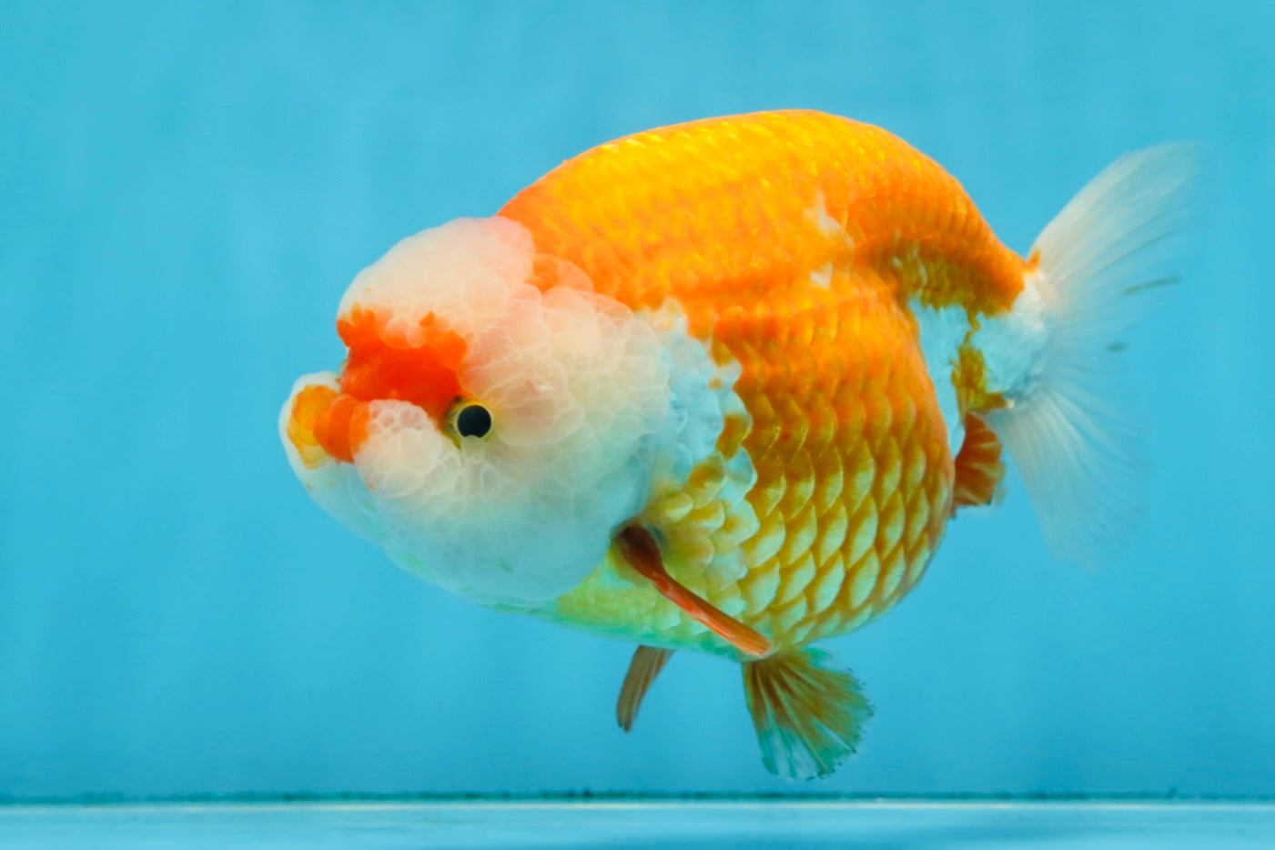 A Grade CHUBBY Red White LionKing 5.5-6 inches #091925LC_23