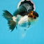 AAA Grade Tricolor Oranda Female 5 inches #0830OR_06