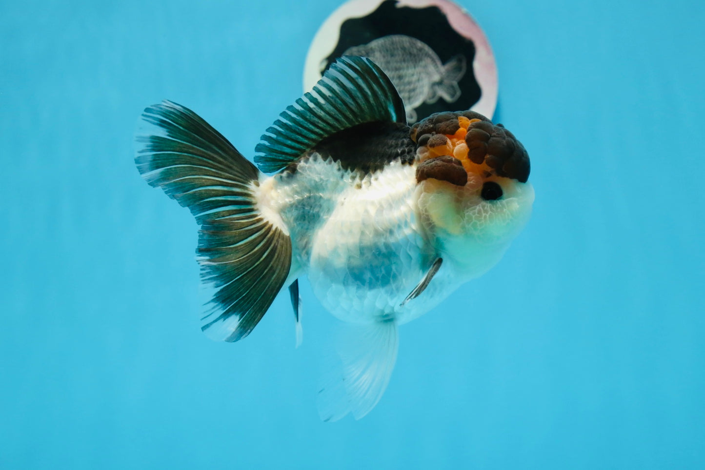 AAA Grade Tricolor Oranda Female 5 inches #0830OR_06