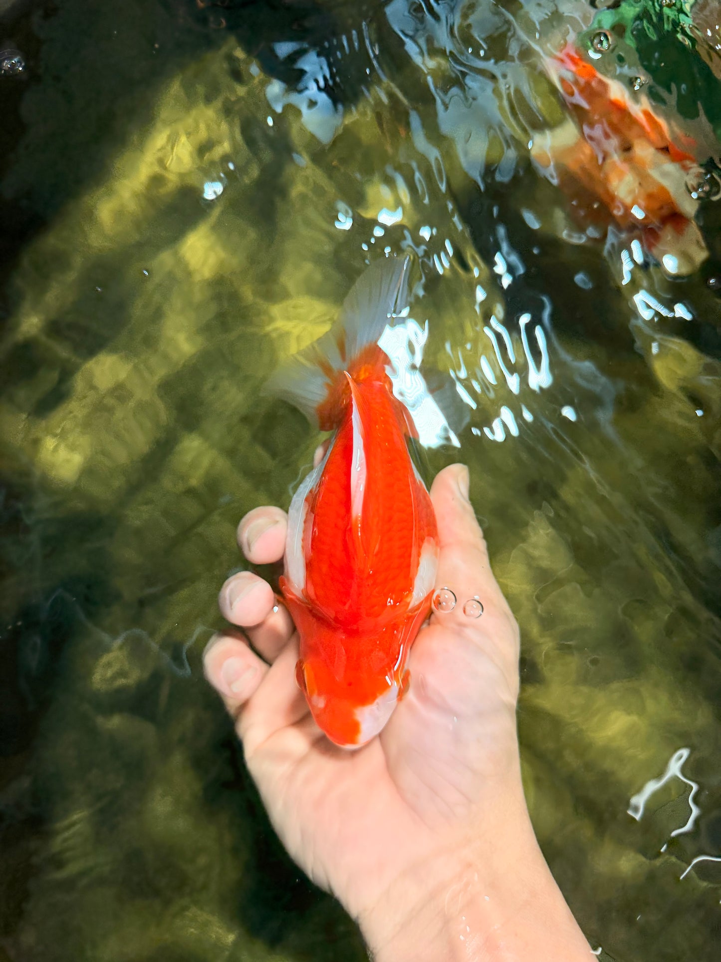 A Grade Red White Ryukin Female 5.5 inches #111425RK_08