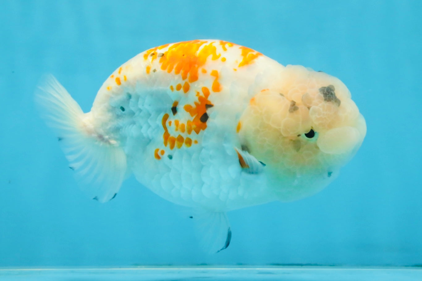 A Grade Sakura LionQueen 5.5 inches #110725LC_11