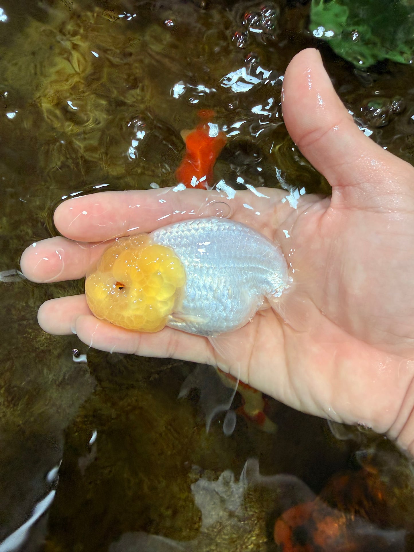 CLOUDY A Grade White LionQueen 3.5 inches #112825LC_03