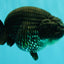 CHUBBY AAA Grade Black Blue Ranchu Female 5.5 inches #100926RC_31