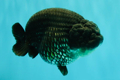 CHUBBY AAA Grade Black Blue Ranchu Female 5.5 inches #100926RC_31