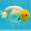 Super Lemonhead Lionchu Male 4 inches #0920LC_05