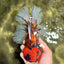 CHONKY AAA Grade Tiger Oranda Male 7.5 inches #092526OR_01