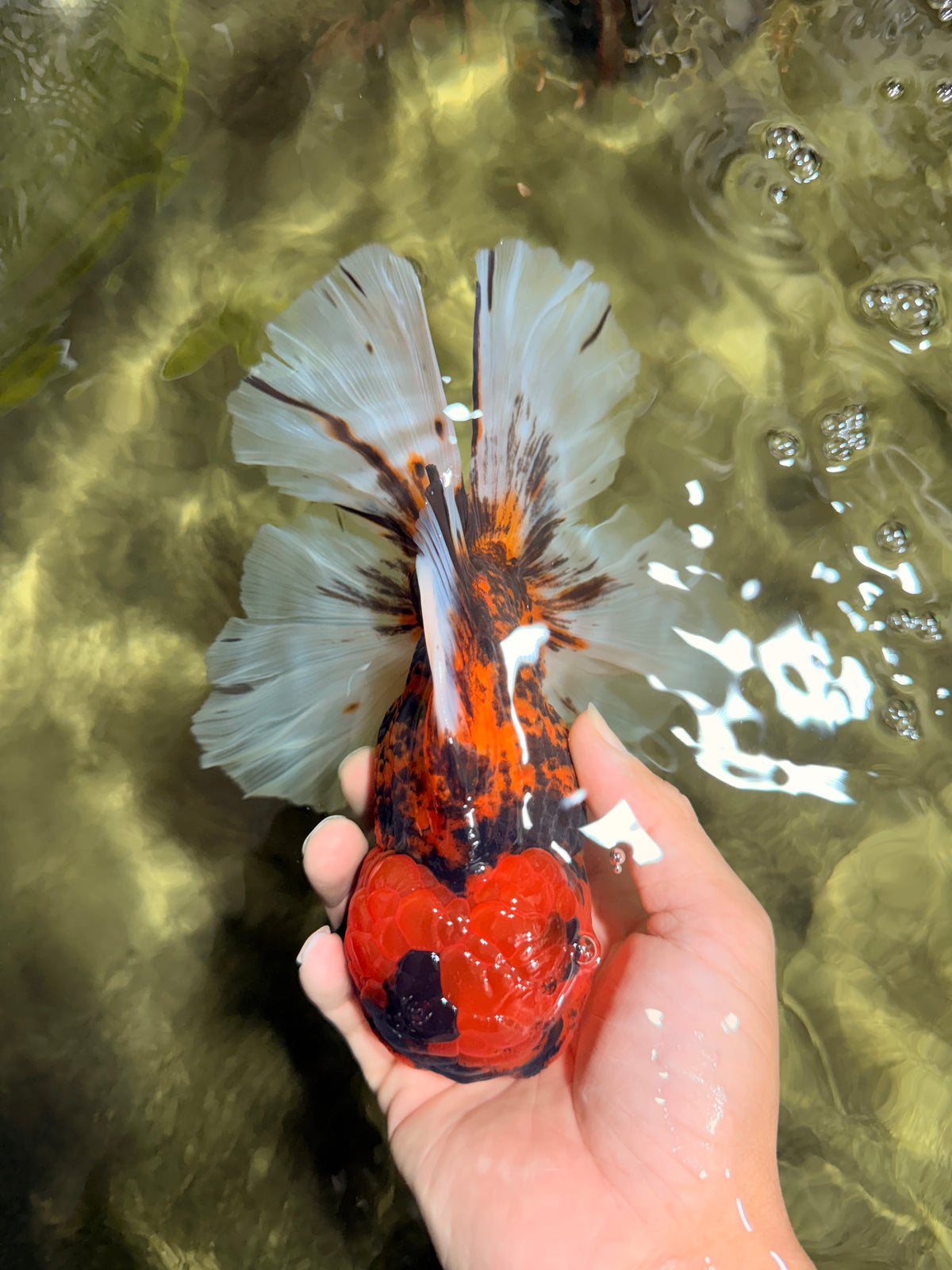 CHONKY AAA Grade Tiger Oranda Male 7.5 inches #092526OR_01