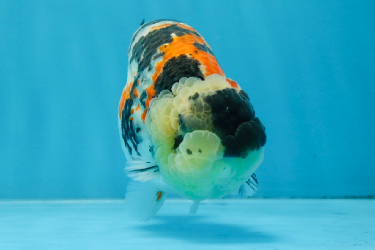 A Grade Special Tricolor LionKing 4.5-5 inches #100325LC_07