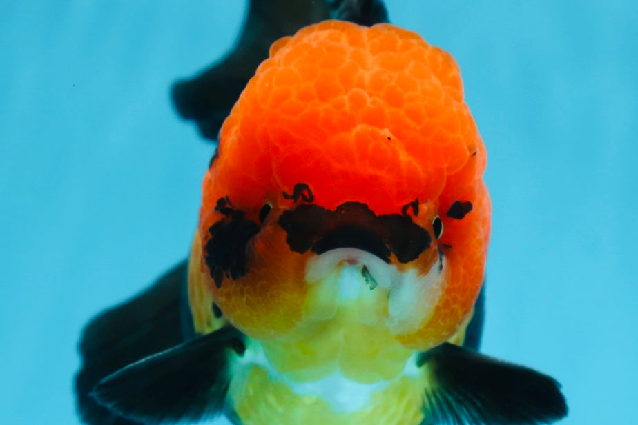 AAA Grade UNIQUE Apache Oranda Female 5.5-6 inches #080825OR_09