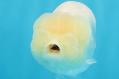 White Lionchu Female 3.5 inches #103125LC_23