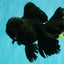 GODZILLA AAA Grade Black Lava Oranda Male 6.5-7 inches #092526OR_02