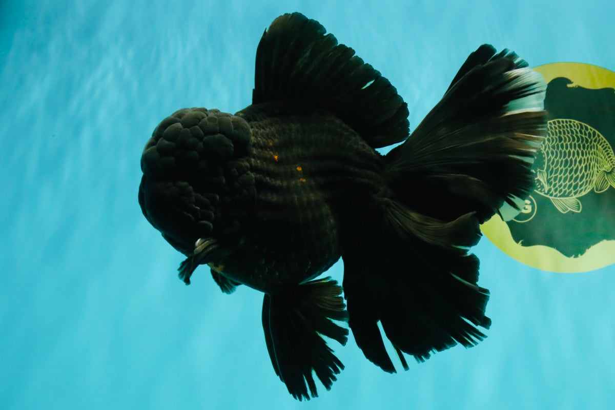 GODZILLA AAA Grade Black Lava Oranda Male 6.5-7 inches #092526OR_02