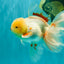 A Grade Lipstick Red White Oranda Male 5.5-6 inches #100926OR_14