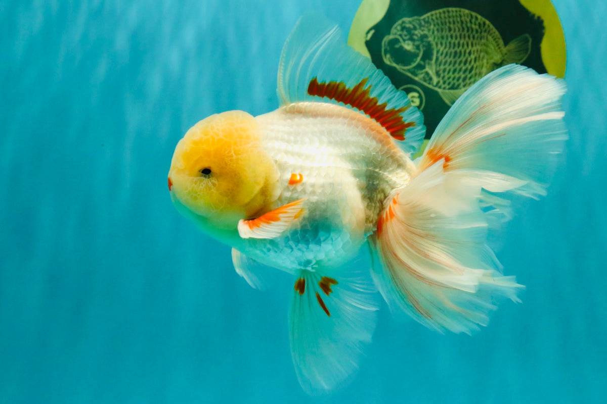 A Grade Lipstick Red White Oranda Male 5.5-6 inches #100926OR_14