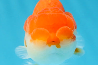 A Grade Red White LionQueen 4 inches #112125LC_12