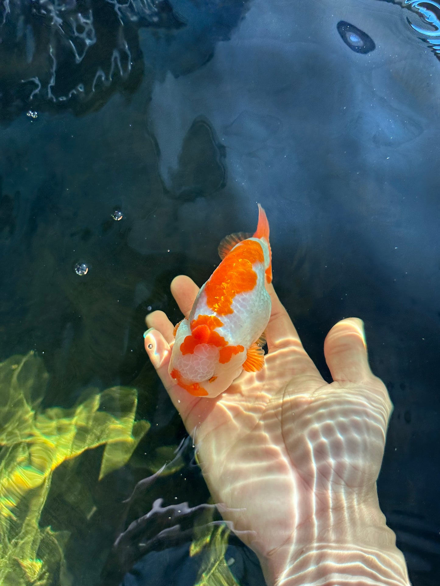 A Grade Kohaku LionKing 4.5 inches #050925LC_12