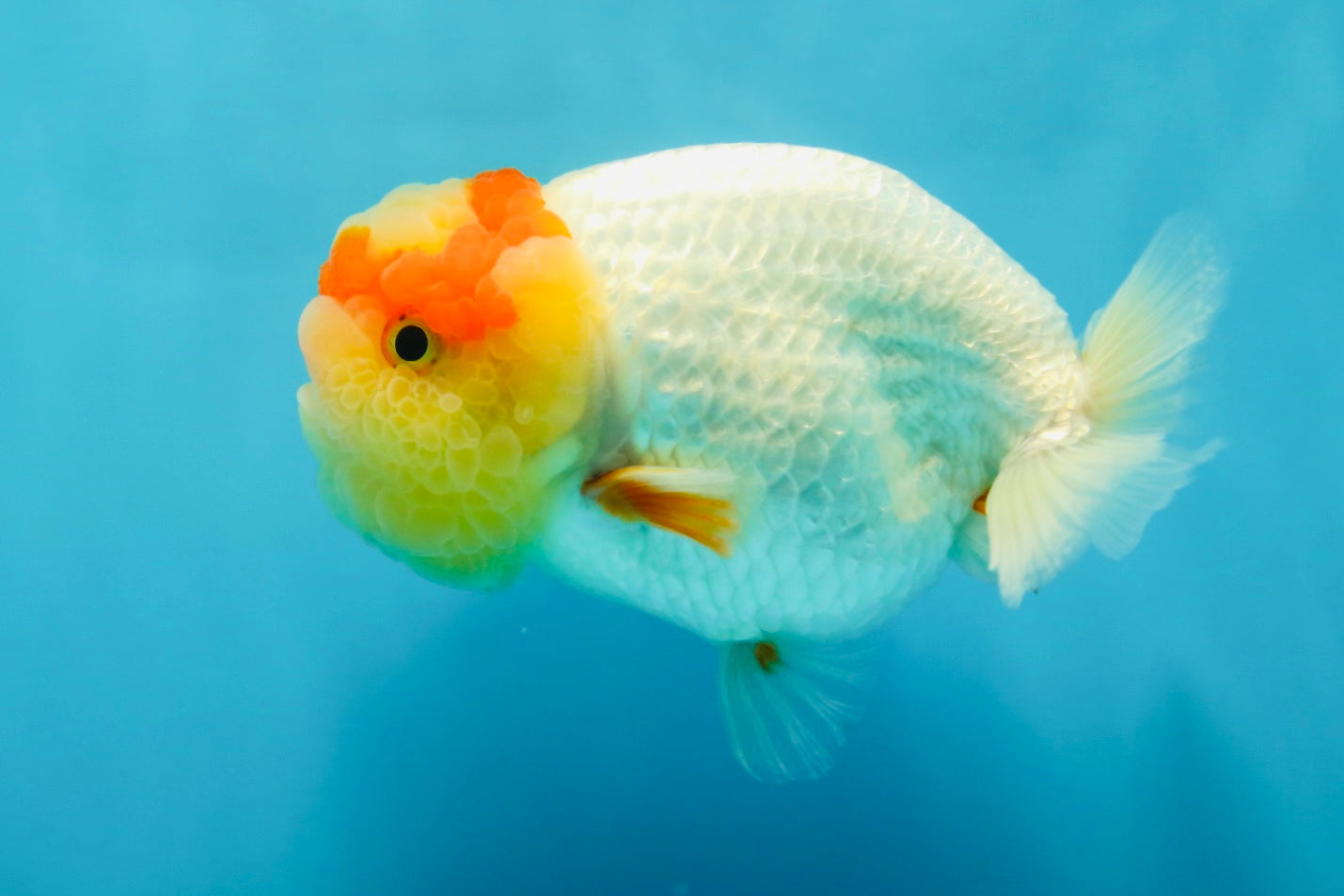 UNIQUE A Grade Red White LionQueen 4.5 inches #050225LC_18