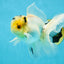 A Grade Panda White Oranda Male 5 inches #050225OR_07